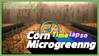 Farmtech Smart farm Growing Corn Microgreens Time-laps