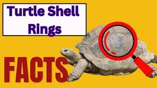 The secret to a turtle's age revealed; 5 surprising facts about Turtles | Nature Trivia