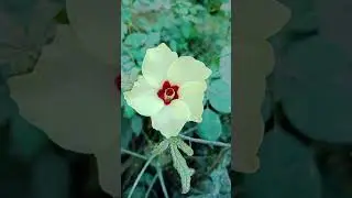 Beautiful nature #shortvideos #natureinspires #natureaesthetics