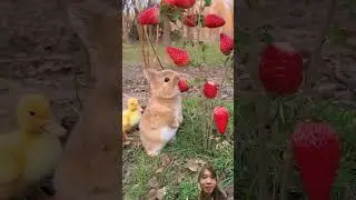 #konijntjes #coelhinho #rabbitki #bunny #kaninchenhase #konijntje #coelhos #兔子 #토끼 #萌宠