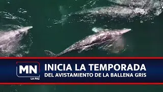 #LaPaz #BallenaGris Inicia la temporada de ballena gris en B.C.S. bajo alerta por mortandad inusual.