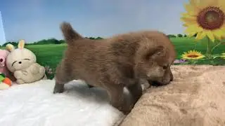Red Shiba Inu - Inchyra