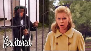 Darrin Is Sent To A Zoo 😱 | Bewitched