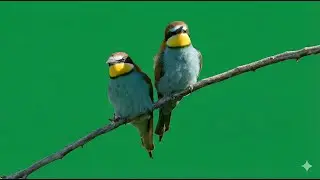 birds singing on green screen