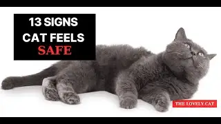 13 Signs That Your Cat Feels Safe with You