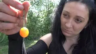 Uczta dla widzów MR. Amur na mirabelkę. Płocie w occie. I Karpie Oli.