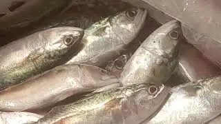 Good fish 