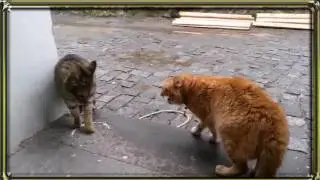Premium Cats selection #1