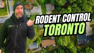 Toronto Rodent Control by Pest Protection Plus!