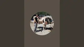 Erdal yılmaz Mey Besicilik kanalı canlı yayında bı&ccedil;ak bileyleme
