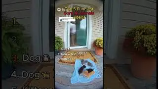 Top 5 Funniest Sora AI animals videos🤣🔥  #viral #funny #dontlaught #top5 #memes #ai #soraai #dog