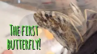 SHOUTOUTS The First Butterfly! | Caterpillars Part 3