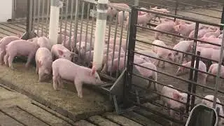 Flooring in the pig barns