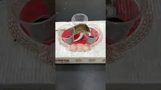 Experiment with mouse traps with old plastic cups and cardboard boxes #mousetrap #rattrap #shorts