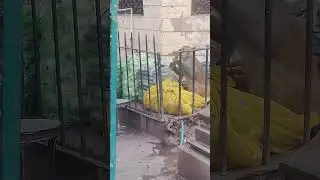 uchhake lafange banadar mama #funny #shorts