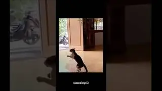 🐈-🤜💥-🐅 #lionandcat #shortvideo #viral #phonk