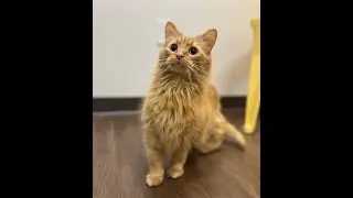 Kaia - Adoptable Cat at Brown County Humane Society