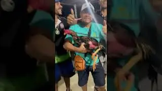 cidade do feij&atilde;o galo do pisca melhor galo da atualidade