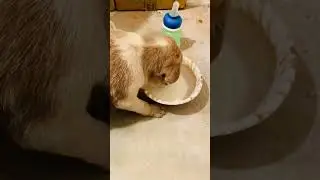 Poor dog puppy🥺#rescue #dog #doglover #explore #shorts #shortsfeed #viral #trending #short #like