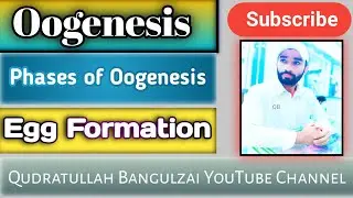 Oogenesis || Phases of Oogenesis || @qudratullahbangulzaivlogs7860