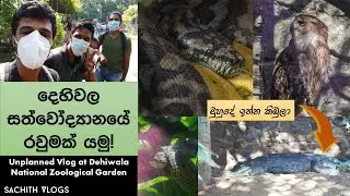 Dehiwala Zoo Vlog | මුහුදේ ඉන්න කිඹුලා ගැන Saltwater Crocodile | Sachith Vlogs