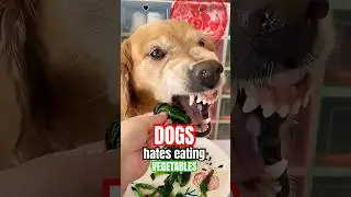 Dogs dislike eating vegetables 🐶🥦 #funny #haha #dog #animals #usa #doglife #dogs