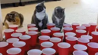 Cats take the Cup Obstacle Challenge