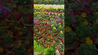 Flower shows #flowershow #cgviral #