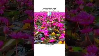 Pink Water Lillies, Malarikkal, Kerala🪷 #vishalogy_95 #kerala #waterlily #malarikkal #flowers