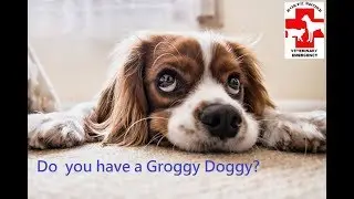 Do you have a Groggy Doggy by North Shore Veterinary Emergency  Phone 443 5640