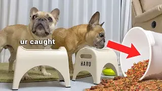 Abandoning My Dogs During Food Time…..WILL THEY STEAL FOOD?
