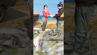 catch large fish and goes to to market sale #fishharvest #food