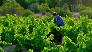 BODEGA MARA&Ntilde;ONES:Paisaje,Cultura,Vida