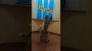 Back in the past😀🐶 Malinois working dog