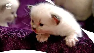 Tiny Ragdoll Kittens Befriend A Giant German Shepherd | Too Cute! S1b ep4 | Animal Planet