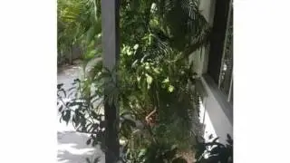 $1,275 1BR 1BA House for Rent in MIAMI BEACH 33141
