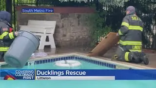 Colorado Firefighters Save Ducklings, Mom From Backyard Pool