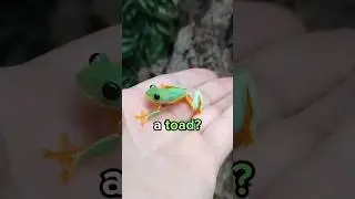 Difference Between Frog and Toad? 😳