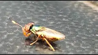 Fly...Family Ulidiidae and Genus Physiphora.
