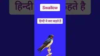 Birds name Swallow | Swallow meaning in hindi #birds #swallow
