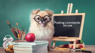 Dog Training: Putting Behaviors on Verbal Cue Made Simple
