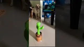 Labrador talking to talking Cactus #super #cute #cactus #ytshort #youtubeshorts #foryou #funny #lab