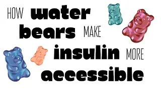 How Water Bears Make Insulin More Accessible