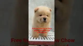 free free free Pomeranian puppies subscribe and comment for adoption today