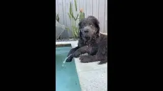 dog dreaming falling down and making noise
