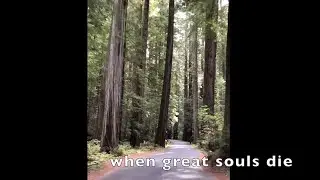 Favoritings: When Great Trees Fall a poem by Maya Angelou