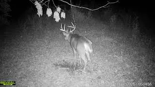 2021 H scrub field wall run  shooter curly 8 pt