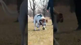 How to Calm a Dog Down | Hyper Dog Tips