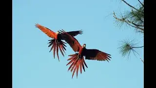 Wildlife in a Changed World: Parrot Conservation in Crisis
