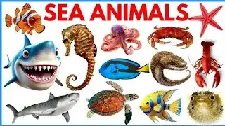 समुद्री जीवों के नाम सीखें | Learn 10 Sea Animals Names with Pictures | Kidstudyplayground 